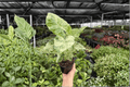 Alocasia odora 'Batik Snow' Variegated Live Plants - 2 In 4-Inch Pots