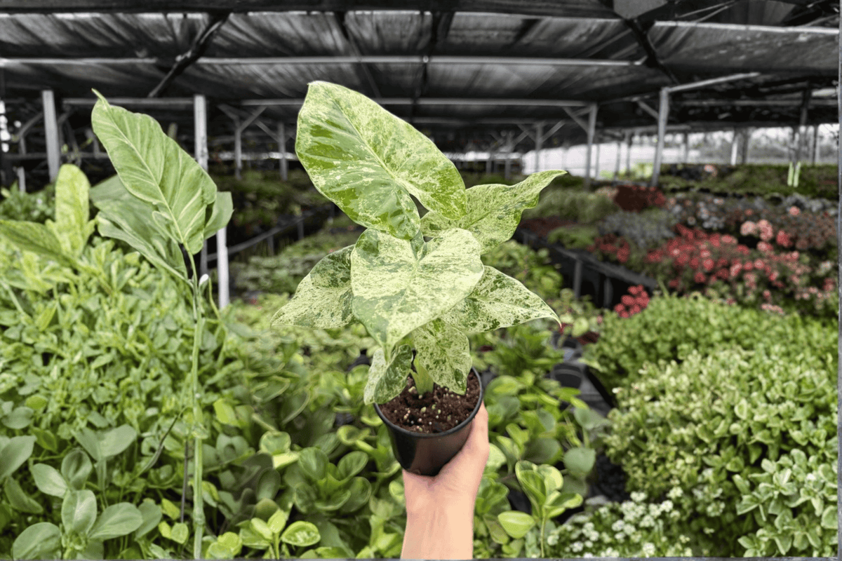 Alocasia odora 'Batik Snow' Variegated Live Plants - 2 In 4-Inch Pots
