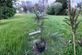 Serbian Spruce Westerstede Picea omorika Live Plant, 12" tall in 1 Gallon Pot
