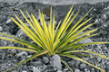 Bright Edge Adam’s Needle Yucca filamentosa 'Bright Edge' — 1-Gallon Live Plant