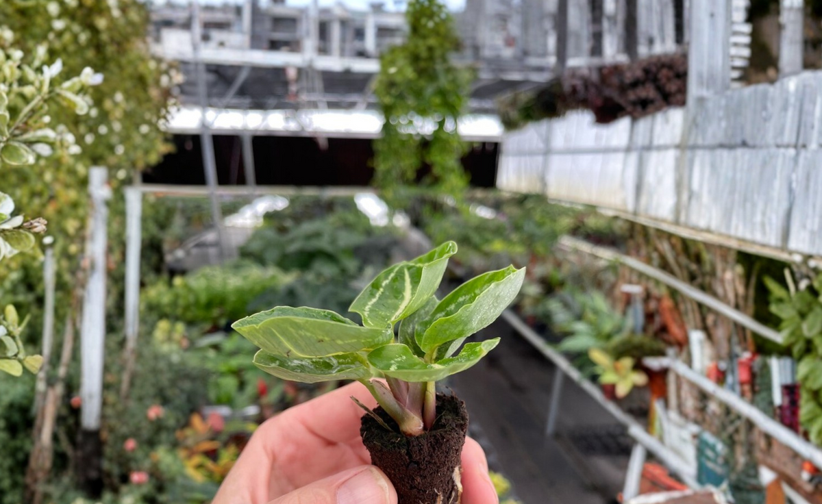 Calathea Green Roseopicta Starter Plants (Goeppertia roseopicta) - 2 Bare Root with Soil Pod