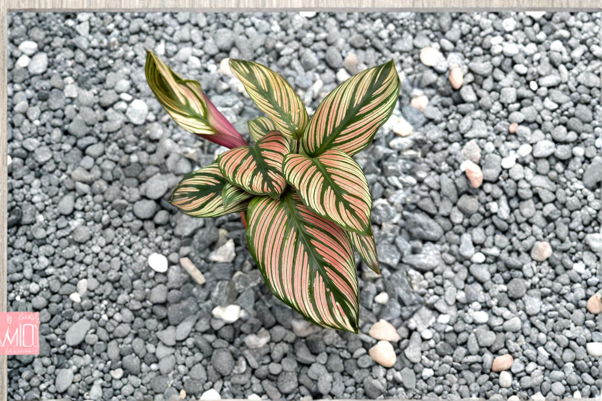 Calathea White Star Live Plant - Rooted 3 Inch Pot
