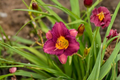 Purple De Oro Daylily Bare Root 3 Pack - Hemerocallis Purple Yellow Reblooming Perennial