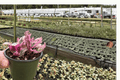 Pink Variegated Purple Waffle Plant, Hemigraphis alternata - 2 Live Plants in 4-Inch Pots