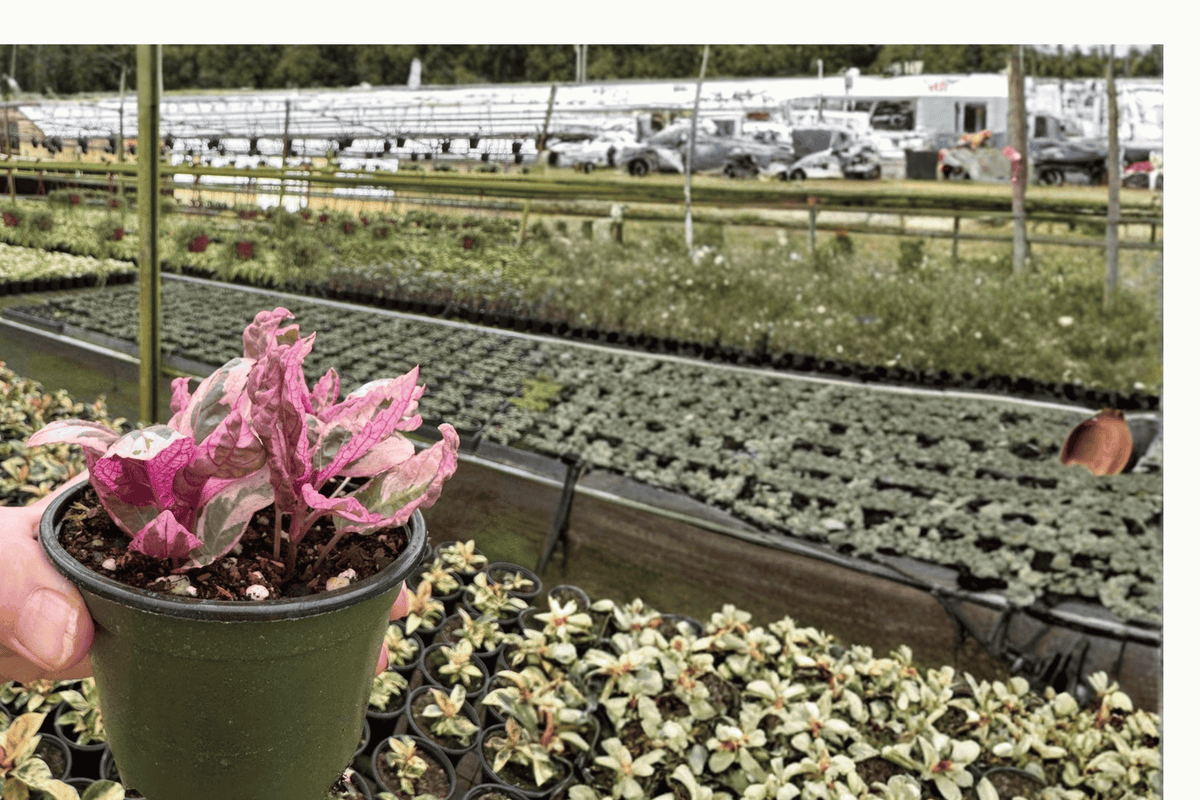Pink Variegated Purple Waffle Plant, Hemigraphis alternata - 2 Live Plants in 4-Inch Pots