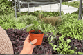 Peperomia maculosa - 2 Exact Live Plants in 4-Inch Pots