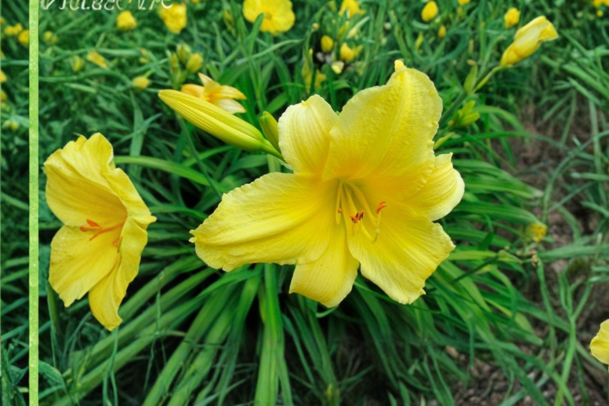 Daylily Suzie Wong - 3 Bare Root Plants | Hemerocallis Perennial, Dark Red