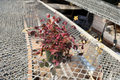 Oxalis Plum Crazy Starter Plant Purple Shamrock - Purple Foliage