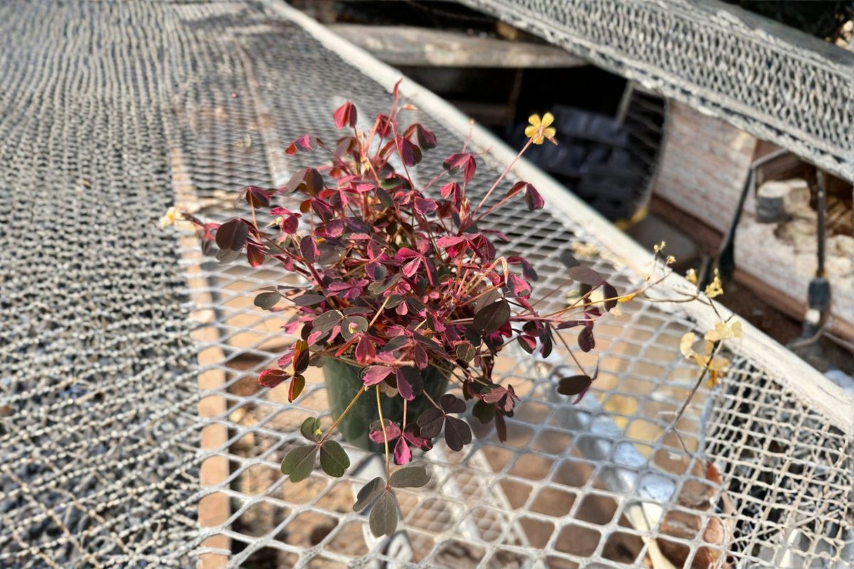 Oxalis Plum Crazy Starter Plant Purple Shamrock - Purple Foliage