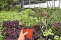 Variegated Peperomia Obtusifolia 2 Live Plants - 4-Inch Pots