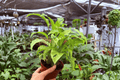 Calathea Yellow Fusion - 2 Live Plants in 4” Pot (Exact Plants)