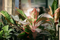 Aglaonema 'Siam Aurora' Bare Root - One Single-Stem Chinese Evergreen
