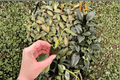 Monstera Burle Marx Flame Live Starter Plant – 2 Bare Root Starter Plants