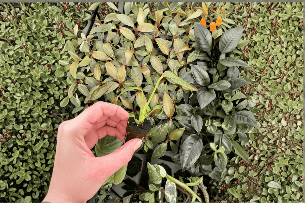 Monstera Burle Marx Flame Live Starter Plant – 2 Bare Root Starter Plants