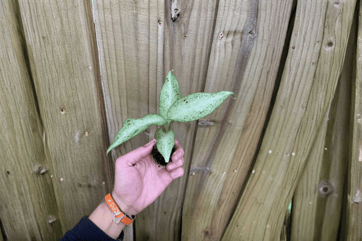Dieffenbachia Camouflage Starter Plants – Bare Root, 2 Live Plants