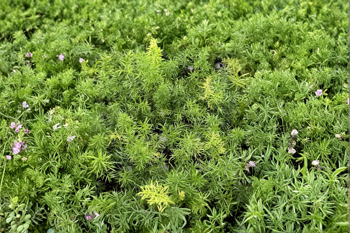 Foxtail Fern - Fully Rooted Starter Plant in 2-Inch Pot (Asparagus densiflorus ‘Myersii’)
