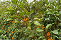 Goldie American Holly (Ilex opaca ‘Goldie’) — Live Quart Pot, Yellow Berries, Evergreen Shrub