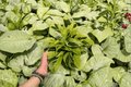 Calathea Yellow Fusion Goeppertia lietzei 2 Live Plants in 1–2" Pots