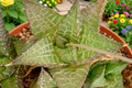 Haworthia Venosa Tessellata Live Succulent – 2-Inch Pot