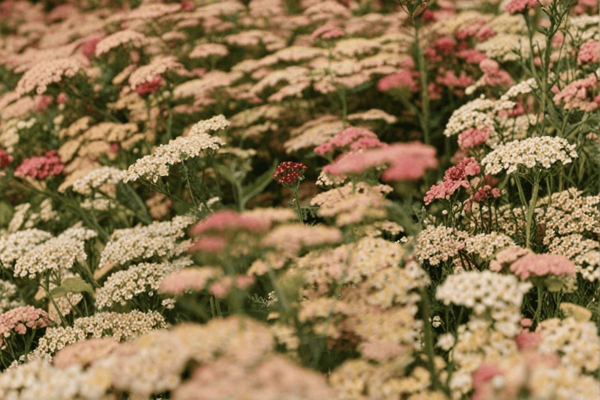 Apricot Delight Yarrow (Achillea millefolium) 4-Inch Pot – 1 Live Plant