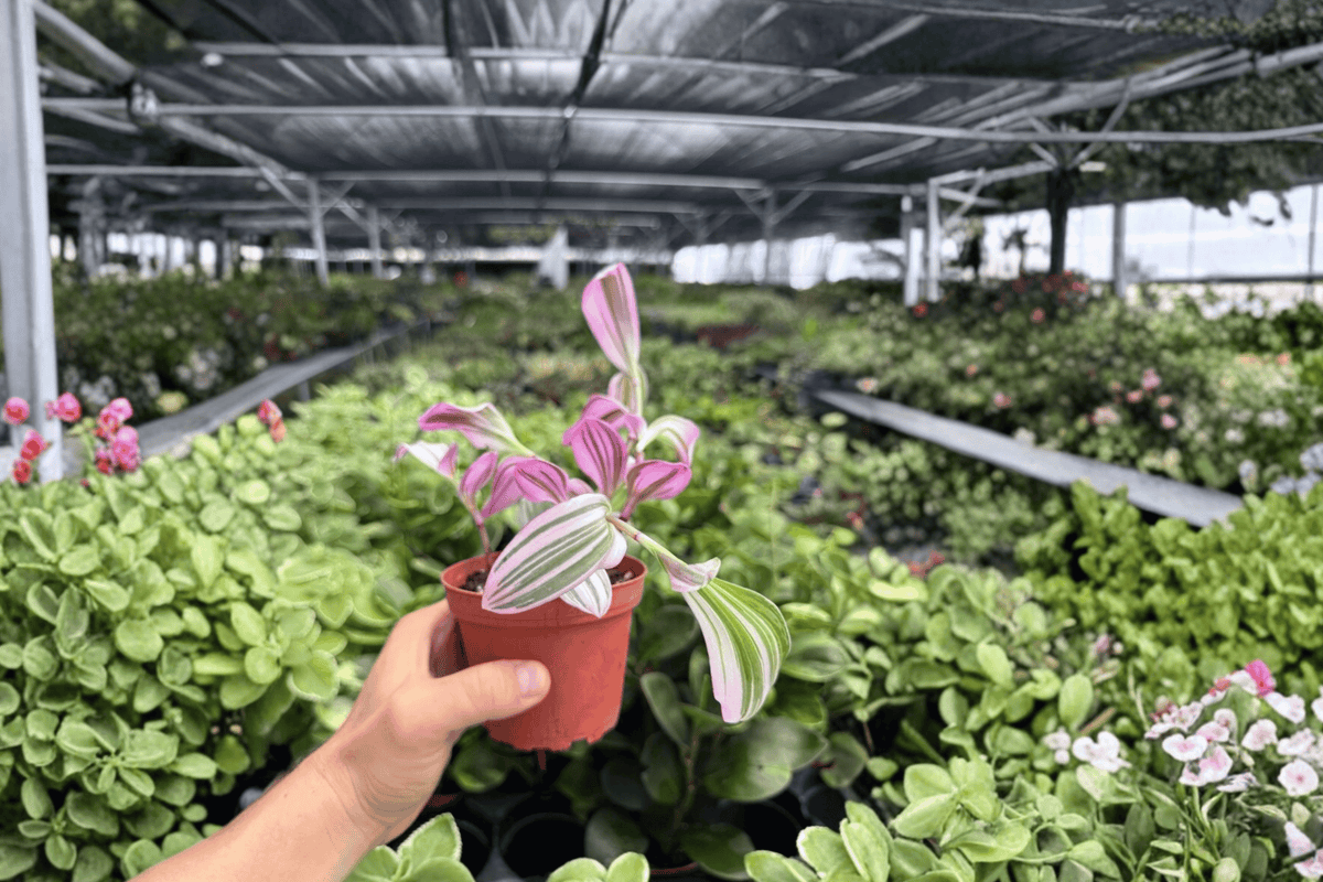 Tradescantia Nanouk 2 Live Plants – 4-Inch Pots, Exact Plants Pictured