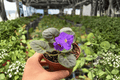 Snow Edelweiss African Violet - 2 Bare Root 4-inch Potted Plants (Exact Plants pictured)
