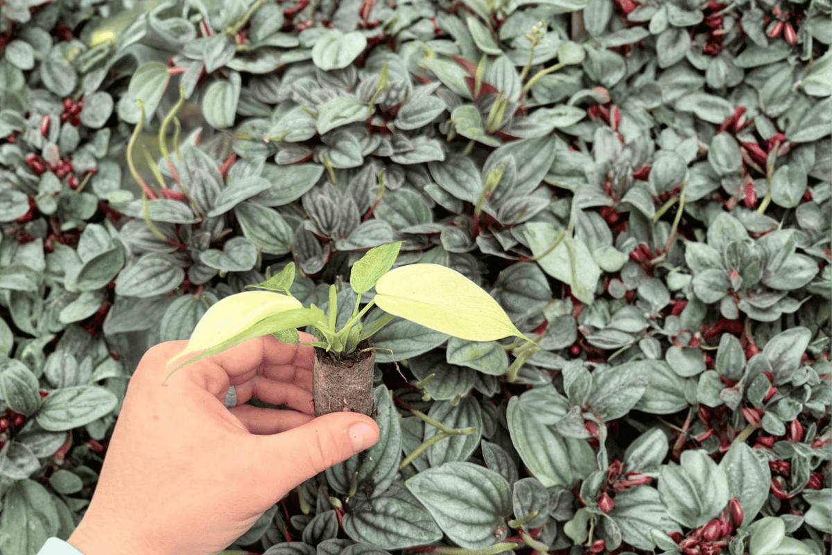 Philodendron Florida Ghost Mint Starter Plants – 2 Live Plants