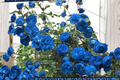 Blue Climbing Rose Seeds - Rare Fragrant Climbing Rose Seed Pack (2 Seeds)
