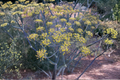 Banquet Dill Live Plants - 2 Starter Plants (Anethum graveolens) Rooted Dill for Containers & Beds