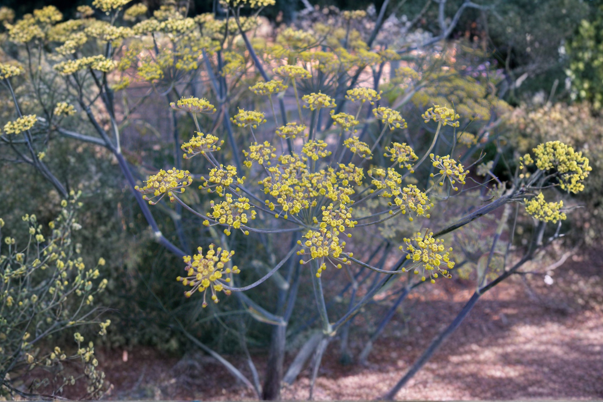 Banquet Dill Live Plants - 2 Starter Plants (Anethum graveolens) Rooted Dill for Containers & Beds