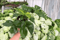 Monstera Standleyana Albo Variegata 2-Pack - 6-Inch Pots, Live Plants
