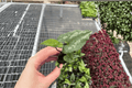 Asarum splendens 'Quicksilver' Starter Plants (2) Bare Root | Shade perennial