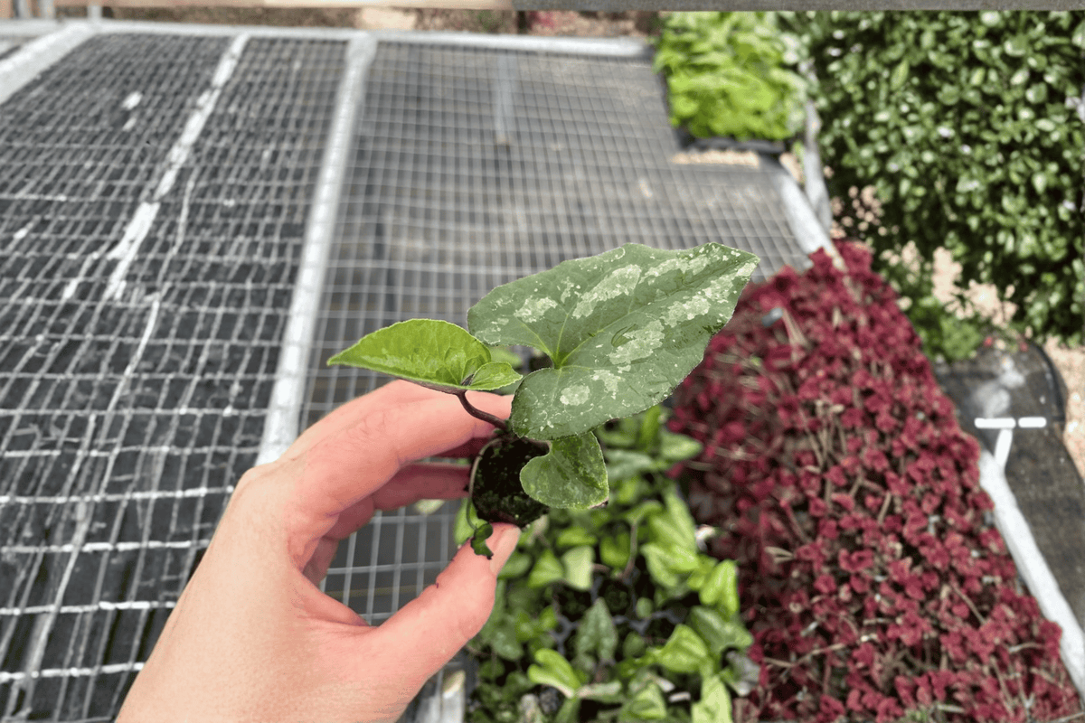 Asarum splendens 'Quicksilver' Starter Plants (2) Bare Root | Shade perennial