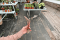 Apoballis acuminatissimum 'Lavallei' Red Sword Starter Plants (2) – Bare Root