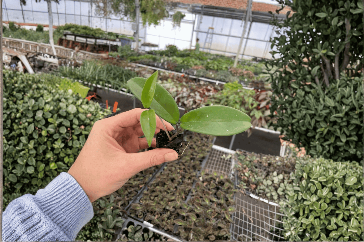 Hoya Jade Starter Plants – Bare Root | 2 Live Hoya carnosa 'Jade' Starter Plants