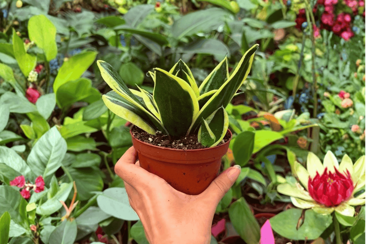 Sansevieria Hahnii Lotus - 2 Exact Plants in 4" Pot (Bare-Root or Potted Confirmed)
