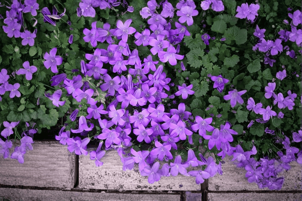 Dalmatian Bellflower Campanula portenschlagiana - 4-Inch Live Plant