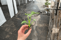 Alocasia triangularis Starter Plants (2 Live Bare-Root) | Tropical Aroid