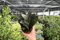 ZZ Black Queen (Zamioculcas zamiifolia) 2 Live Plants in 4-Inch Pots – Exact Plants