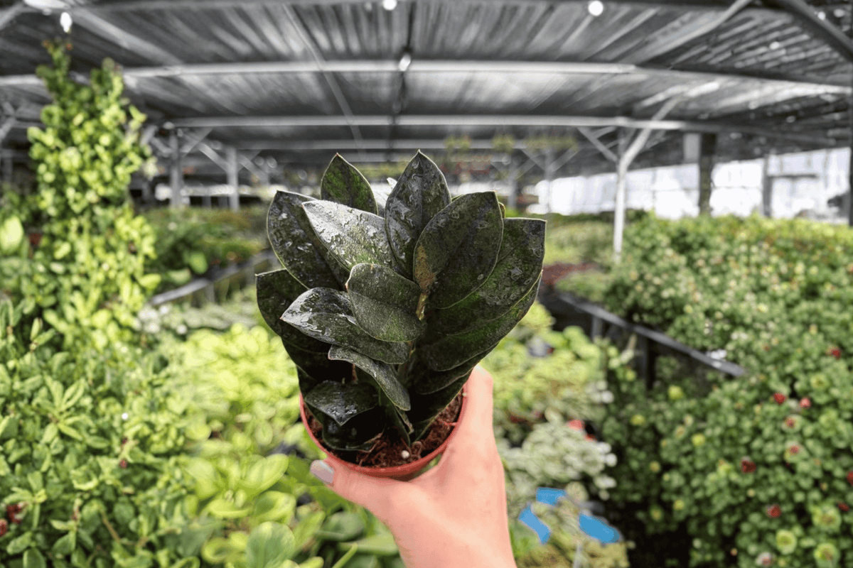ZZ Black Queen (Zamioculcas zamiifolia) 2 Live Plants in 4-Inch Pots – Exact Plants