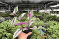Tradescantia Nanouk - 2 Live Plants in 4-Inch Pots (Exact Plants)