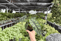 Alocasia Dragon Scale (Alocasia baginda) 2 Live Plants in 4-Inch Pots – Shipped Potted