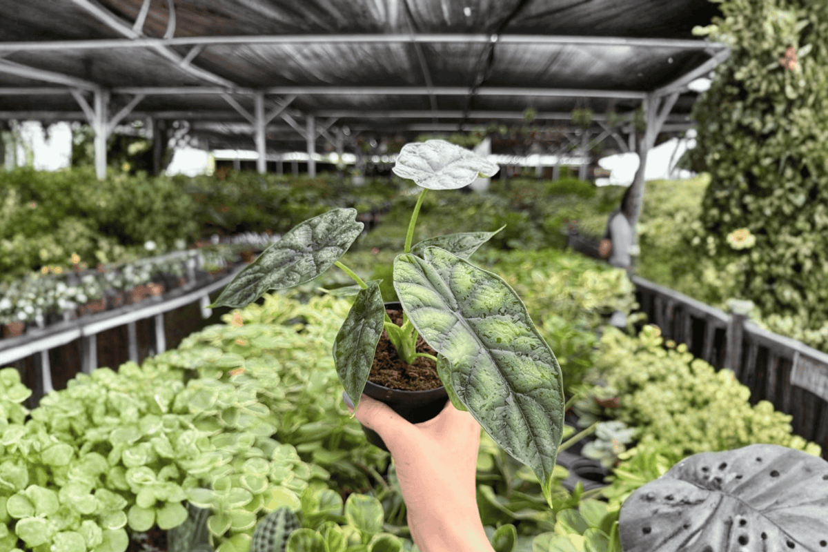 Alocasia Dragon Scale (Alocasia baginda) 2 Live Plants in 4-Inch Pots – Shipped Potted