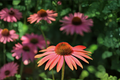 Rudbeckia Sahara Black Eyed Susan Starter Plants in 1 Qt Pots | 3 Live Starter Plants