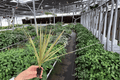 Dracaena Marginata Bicolor Starter Plants (2) – Bare Root