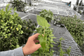Alocasia Boa Live Starter Plants (2 Bare-Root) - Alocasia boa