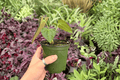 Anthurium Subsignatum x Regale — 2 Exact Live Plants in 4-Inch Pots