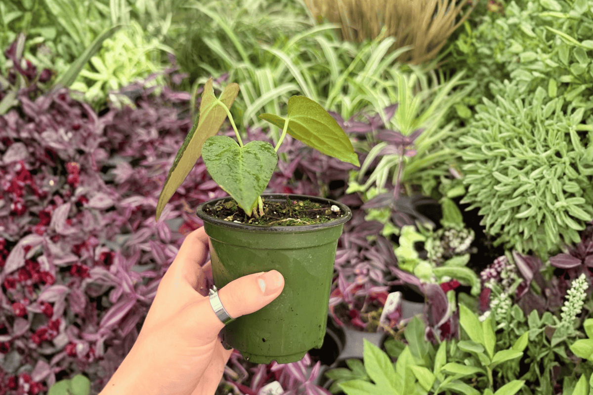 Anthurium Subsignatum x Regale — 2 Exact Live Plants in 4-Inch Pots