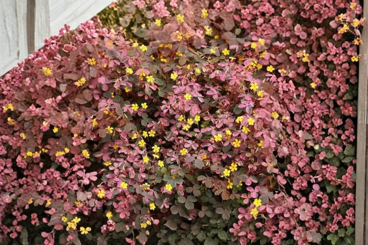 Oxalis Live Plant Burgundy & Yellow Foliage – 3–4 Inches Tall – Ships Without Pot