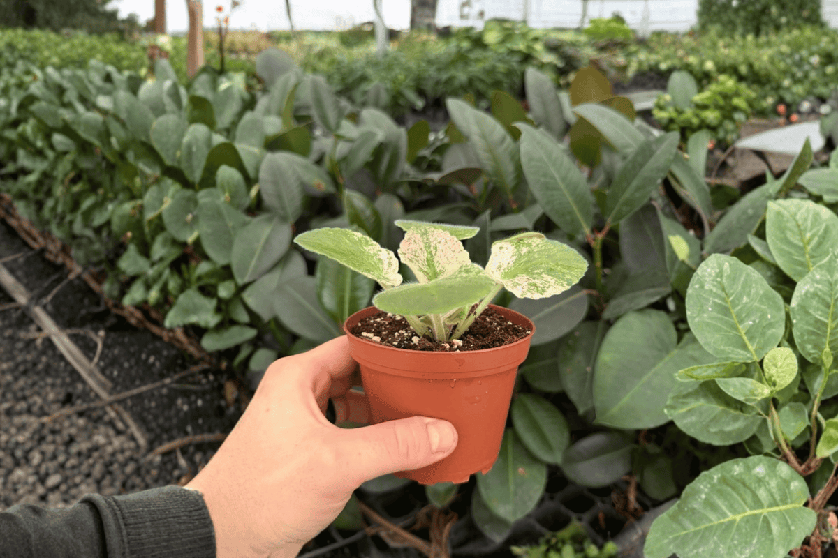 African Violet Harmony’s Love Bug - 2 Exact Live Plants in 4" Pots